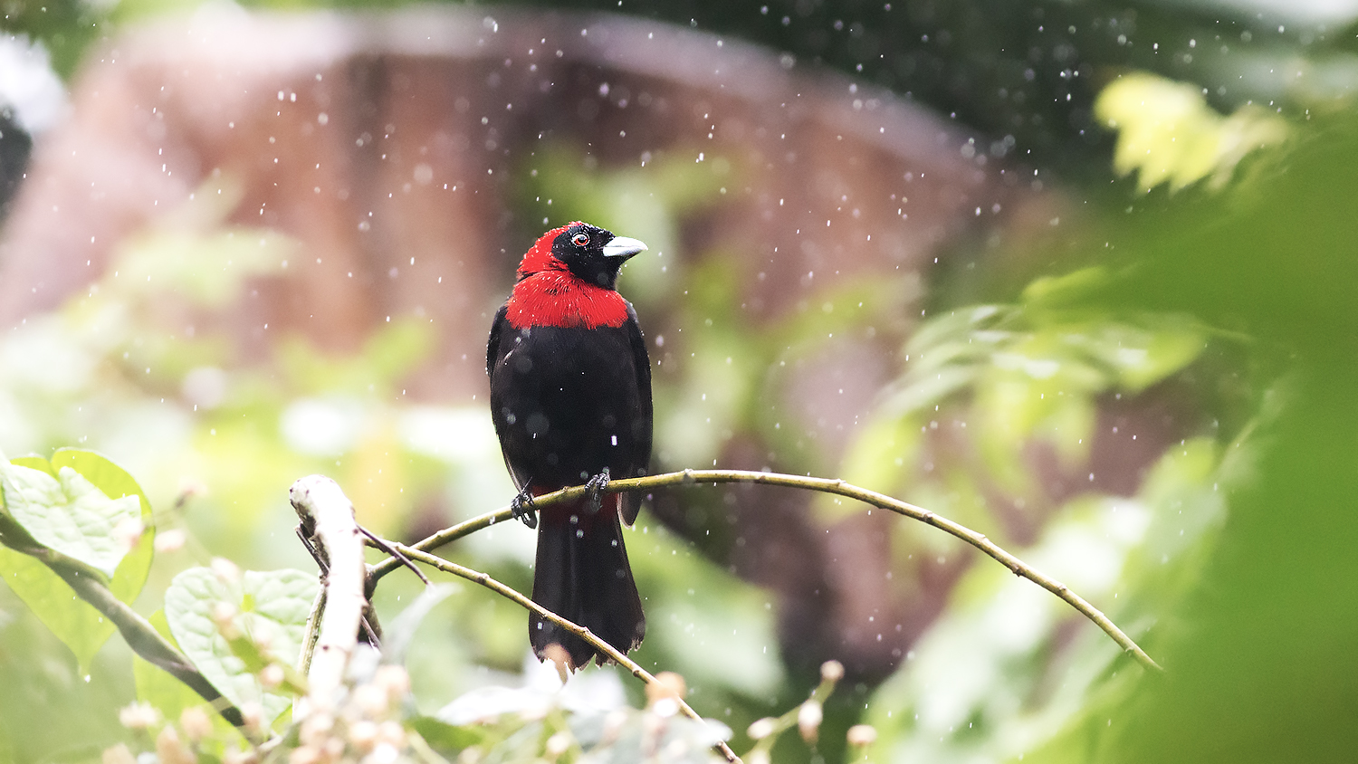 Crimson-collared Tanager